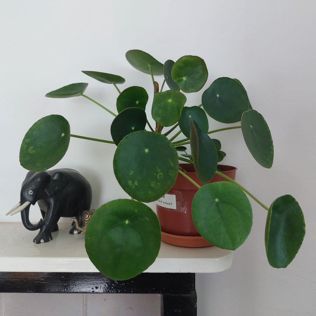 MaryStanwyck's tweet photo. Pilea of the day: Felix is taking on a very elegant shape. #pilea #peperomioides #pileapeperomioides #chinesemoneyplant #PlantTwitter #Houseplants https://t.co/FaJKeuLl9o
