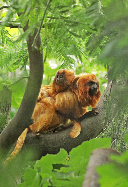 BIAZA's tweet photo. Happy Golden Lion Tamarin Day! ✨

Once, there were just 200 left. But things are improving &amp; today it is estimated about a third of the wild population originated from golden lion tamarins raised in conservation zoos.

📷3-month-old Kumquat @zsllondonzoo   

@SaveTheGLT #GLTDay https://t.co/6KSVkdLi1U