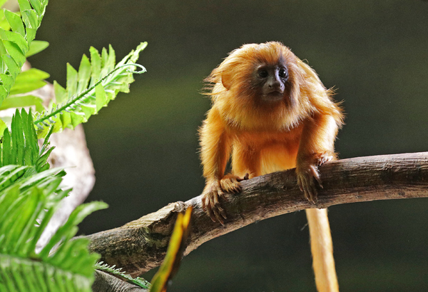 BIAZA's tweet photo. Happy Golden Lion Tamarin Day! ✨

Once, there were just 200 left. But things are improving &amp; today it is estimated about a third of the wild population originated from golden lion tamarins raised in conservation zoos.

📷3-month-old Kumquat @zsllondonzoo   

@SaveTheGLT #GLTDay https://t.co/6KSVkdLi1U