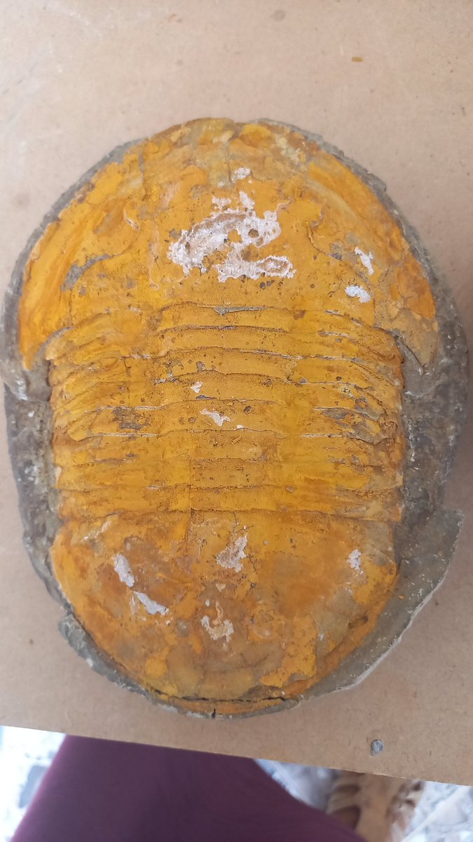 Trilobites #fossil #fezouata......