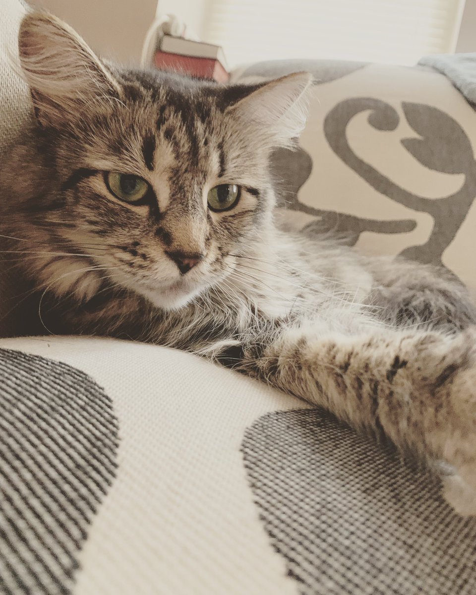 GatoToken's tweet photo. Mi jevita la Nala 😻 https://t.co/lWtHJpqni9