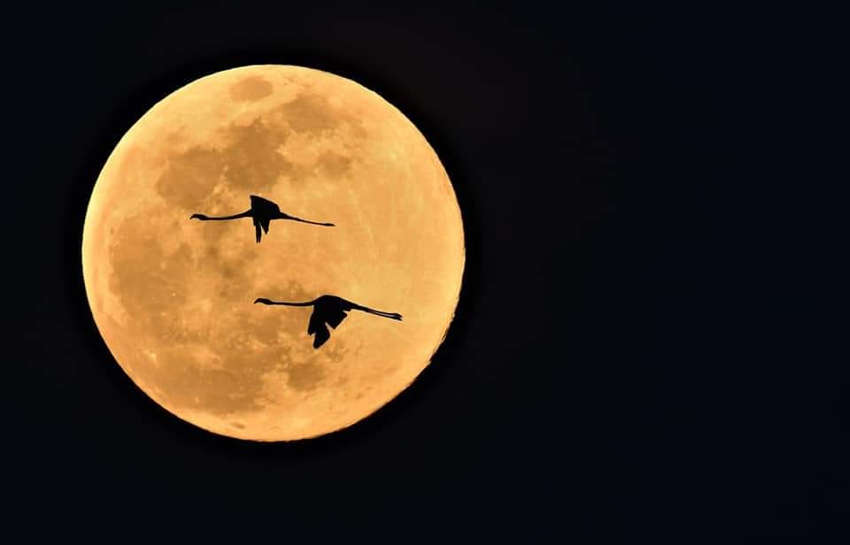 carlosromeroco's tweet photo. Luna llena sobre la marisma de Doñana
https://t.co/PSqTXbiHd9
Flamencos volando sobre la luna llena #Doñana
Instagram @carlosromeroco https://t.co/XksCnX1ZGP