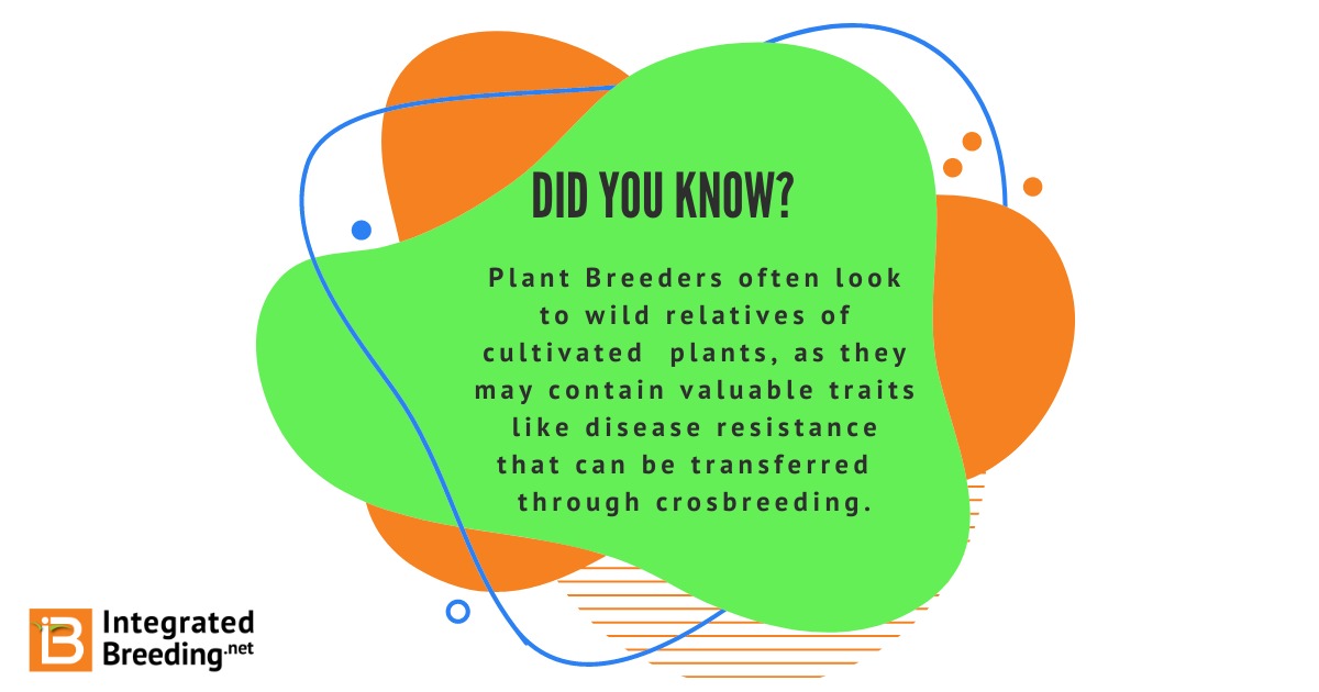 IBPlatform's tweet photo. In the fascinating world of #plantbreeding, we turn to wild relatives! 🌾🌼 These amazing plants hold the key to disease resistance and other valuable traits that can be passed on through crossbreeding, helping us create more resilient and sustainable crops for the future. 🌱 https://t.co/Uym49GH4ae