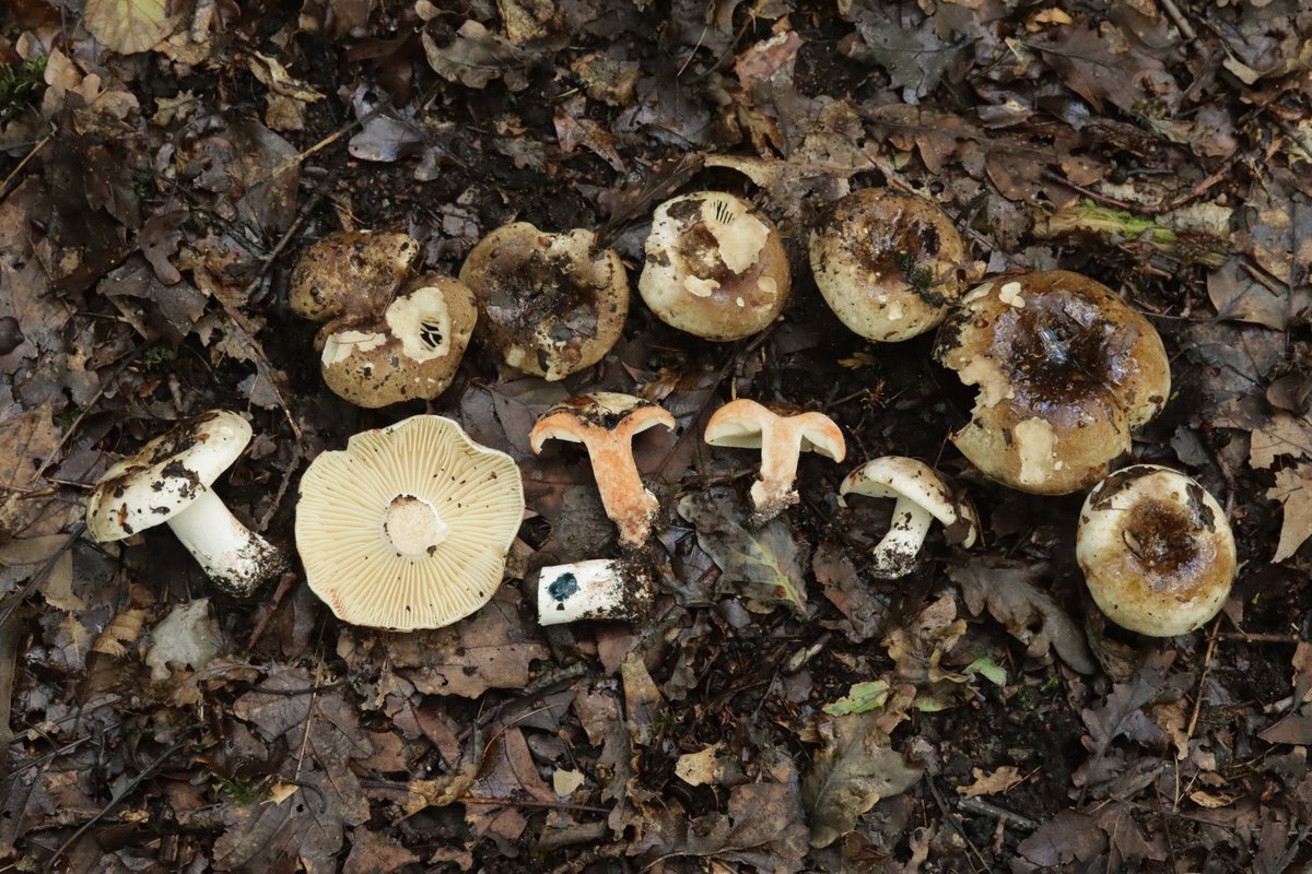 RPilze's tweet photo. Russula nigricans

#russulanigricans #DickblättrigerSchwärzTäubling #Täubling #brittlegill #russule #blackeningbrittlegill #blackeningrussula #Russula #mushroom #mushrooms #fungus #fungi #pilz #pilze #champignons #champignon #nature #natur https://t.co/tPEZZhU8wD