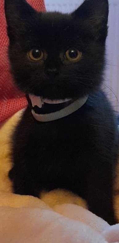 Wenn unsere Findelkatze Miley (Zwergenkatze) was will, kommt der "böse" Blick! 

Cuteness overload 🤩
#katze
#miau