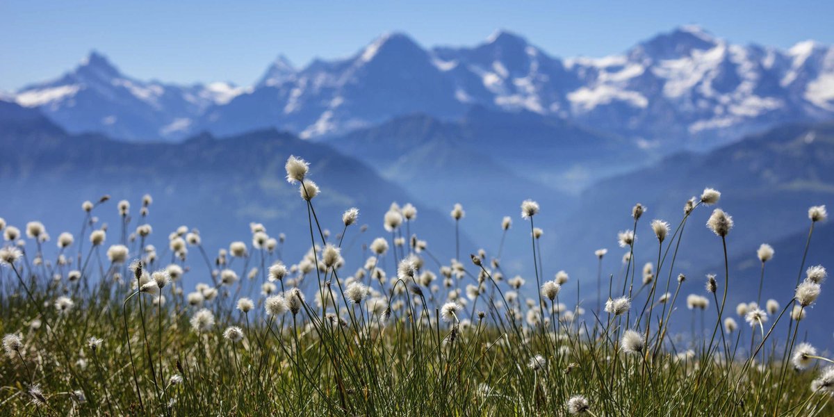 usys_ethzh's tweet photo. It's day 3! This question requires some bravery! Which grass species does this picture show and which habitat in Switzerland does it live in? Tell us in the comments 👇#summerquiz #usysscience https://t.co/1WaBF3fACy