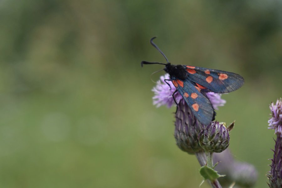 Insects are dying out up to 8 times faster than larger animals. You can help in your garden &amp; community by:
🐝 Leaving some areas untidy
🐝 Letting some grass grow long
🐝 Letting dandelions &amp; clover grow
🐝 Not using weedkillers &amp; pesticides
🐝 More: bit.ly/2FCEJYz