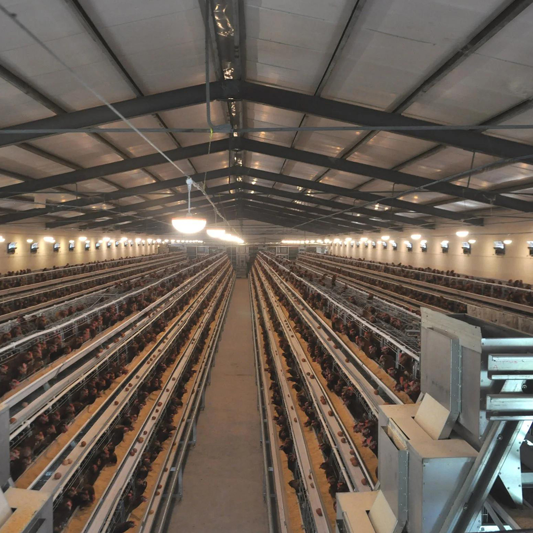 LiviCage's tweet photo. 🐔The secret to successful poultry farming is here!
🏆 Want to create an efficient, healthy and productive poultry farm? Look no further! We reveal the key to success for you: Top 10 must-have poultry farming equipment
https://t.co/rRbBJ3aMYN
#poultryequipment #chickenraising https://t.co/roZcA7tOUB