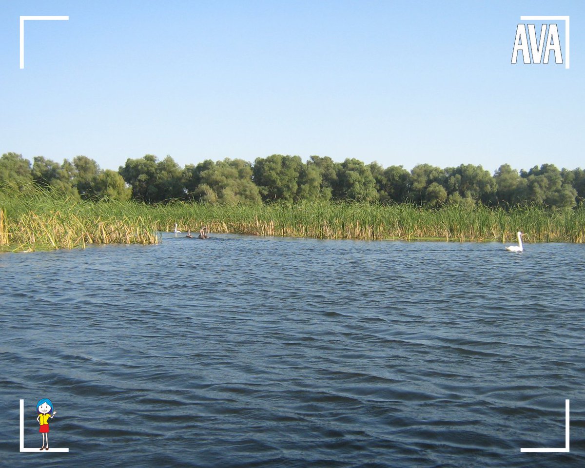 Ava_ProTraveler's tweet photo. It is a perfect day for a boat ride in the Danube Delta. From Maliuc we go along the canals to see Furtuna Lake.
.
#Maliuc #DanubeDelta #Romania #NatureDanubeDelta #Biodiversity #Ecotourism #DeltaMagic #BirdObservation https://t.co/sLXGel0jT4