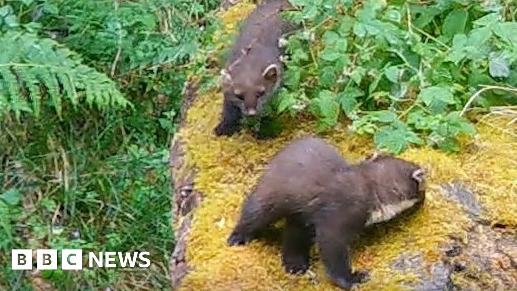 ContoursHoliday's tweet image. #WildlifeWednesday: "Pine marten kits have been caught on camera after a third successful breeding year in the Forest of Dean. Ecologists think the population is now approaching 60."

Read "Forest of Dean: Another successful breeding year for pine martens" buff.ly/3DzrJ3F
