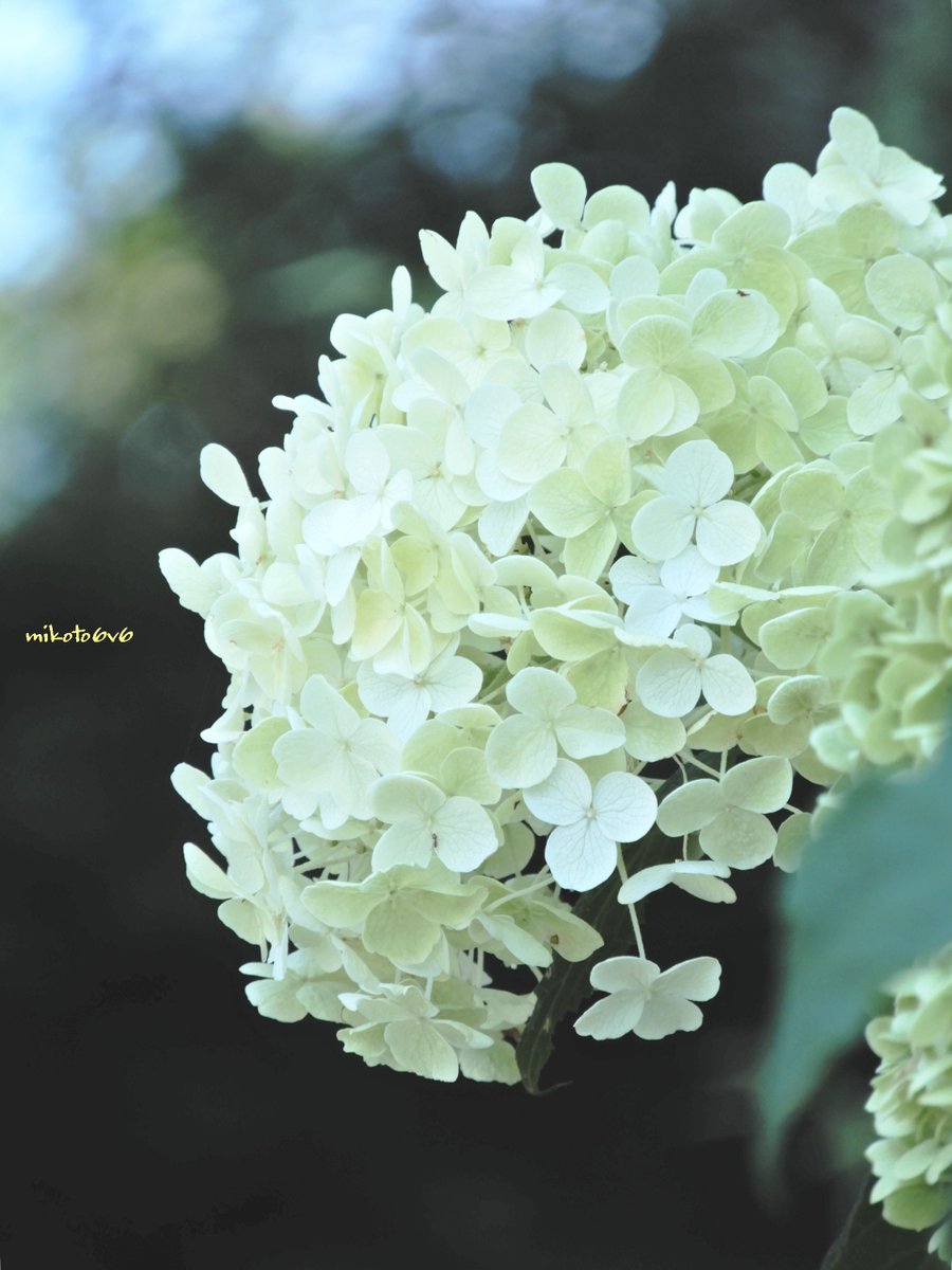 mamakun_6v6's tweet photo. 大好きなアナベル ❀❀🌿🙂
　
白い紫陽花 (アジサイ)
#Annabelle #SmoothHydrangea 
　
📸 Nikon COOLPIX A900 
#私とニコンで見た世界 
#写真で伝えたい私の世界 
#キリトリセカイ 
#Mikotography #coregraphy https://t.co/Au8uqv9T77