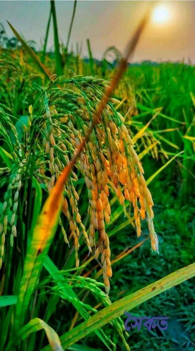ধানের শীষে মিশে থাকা 
শহীদ জিয়ার স্বপন🇧🇩🇧🇩🇧🇩🇧🇩🇧🇩