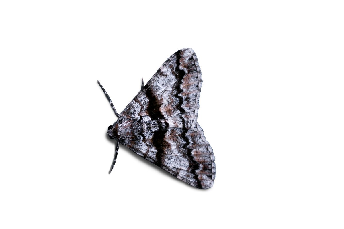 Jen Kelley (@jenkelley10) on Twitter photo Do false depth cues play a role in animal camouflage? Found out in our paper, published today in <a href="/BiologyLetters/">BiologyLetters</a>. doi.org/10.1098/rsbl.2… Do false depth cues play a role in animal camouflage? Found out in our paper, published today in <a href="/BiologyLetters/">BiologyLetters</a>. doi.org/10.1098/rsbl.2…