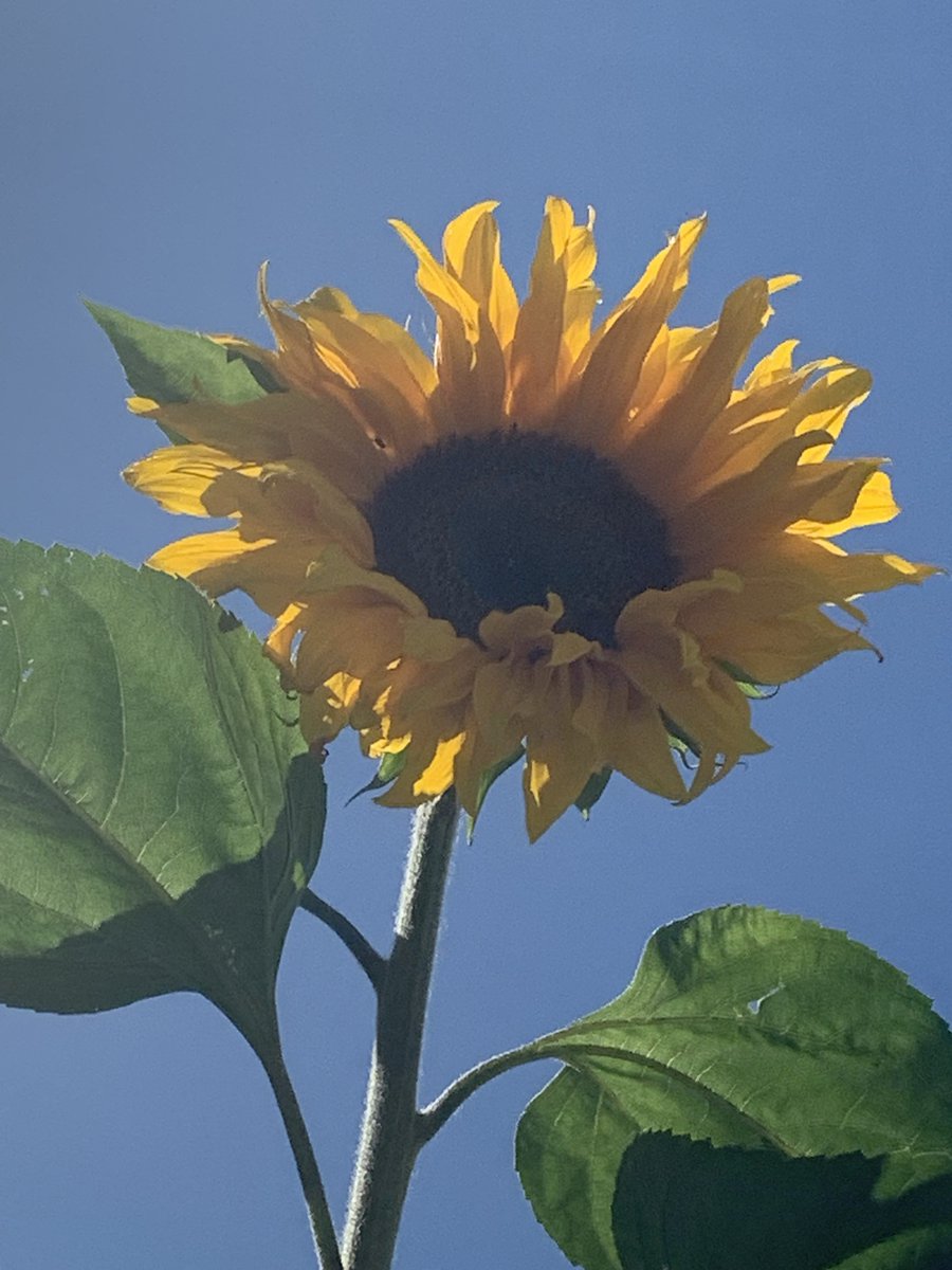 One day of sun. Please stop #raining on my #garden 😢 #WednesdayMotivation #sunflower #sunflowers #FlowersOfTwitter #GardenersWorld #GardeningTwitter #Weather #summer #Wednesdayvibe #Wednesdaywit @Greenisamissio1 @treelover0000 #gardening #TwitterNatureCommunity #photography