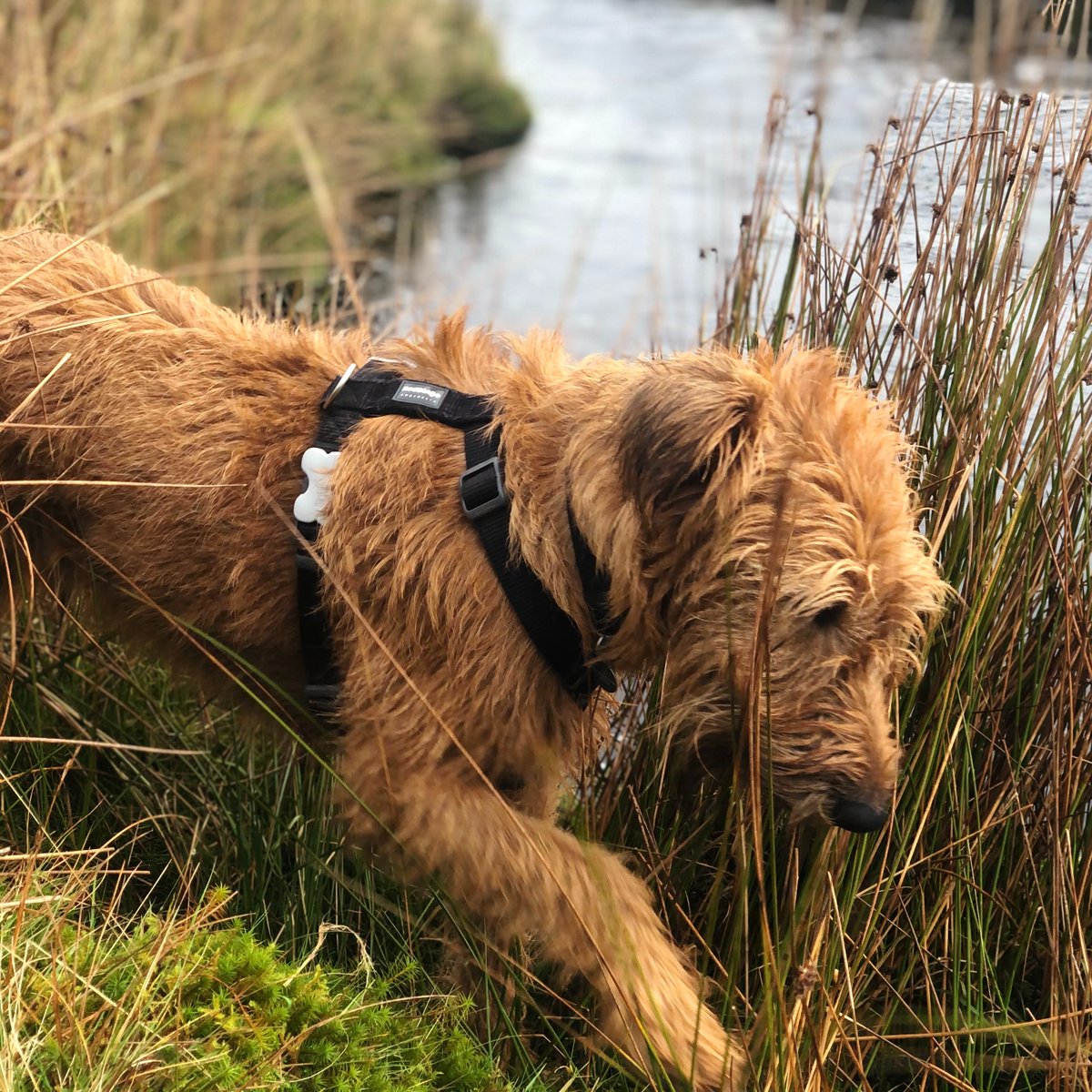 catherinesmoody's tweet photo. I'm so excited to get started on my @NERCscience Independent Research Fellowship at @SoGLeeds @UniversityLeeds, working with some brilliant scientists and peatland practitioners, and doing fieldwork and collecting water samples with my trusty #bogdog https://t.co/hjuvglWAaZ