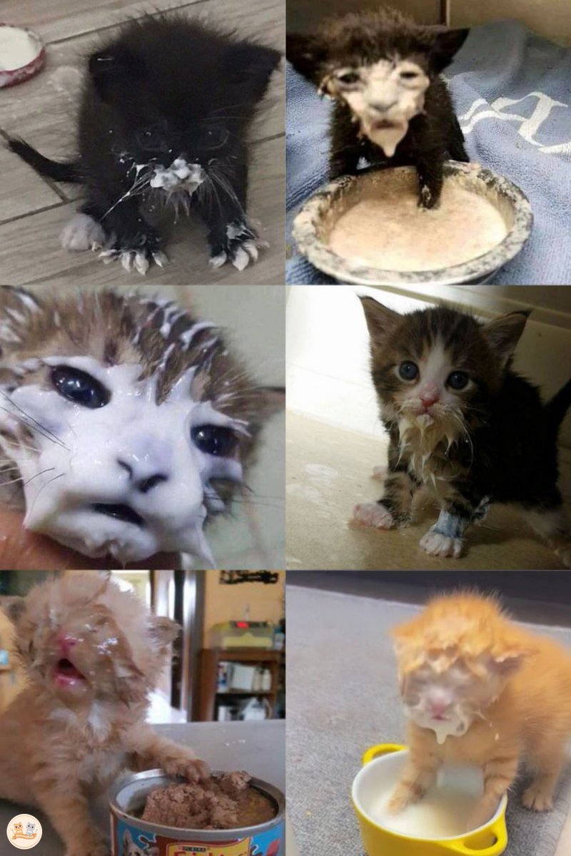 🐈 Padahal kata kita mah biasa aja gitu ya makannya, gak bakal ada yang ngerebut ini...