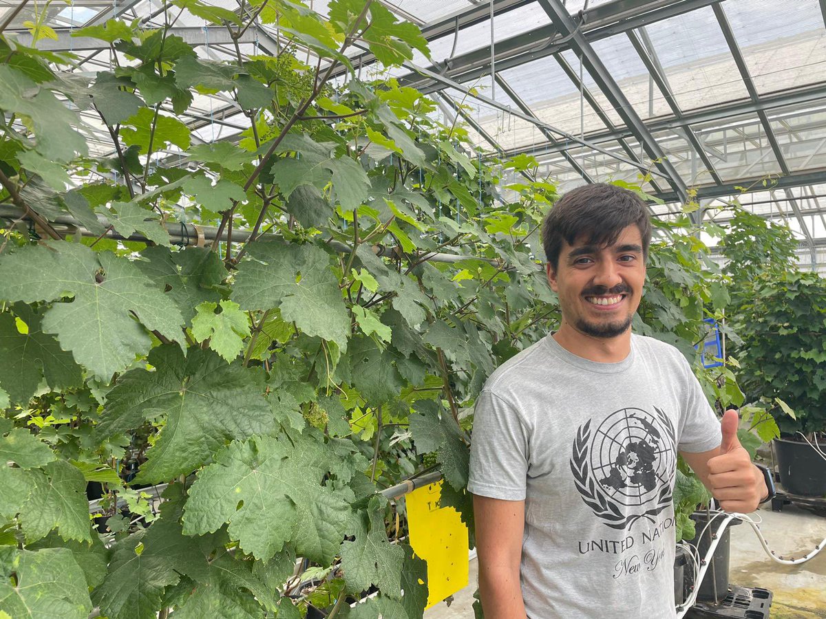 Scientific mission in course: <a href="/antsanpaj/">Antonio Santiago Pajuelo</a> at <a href="/INRAE_Colmar/">INRAE Grand Est - Colmar</a> is working together with <a href="/cam_rusty/">Camille Rustenholz</a> in the annotation of the T2T assembly. can’t wait to see this effort integrated in #grapedia. <a href="/COSTprogramme/">COST</a> More news at our annual meeting 🥳. Register now!! grapedia.org/annual-meeting/