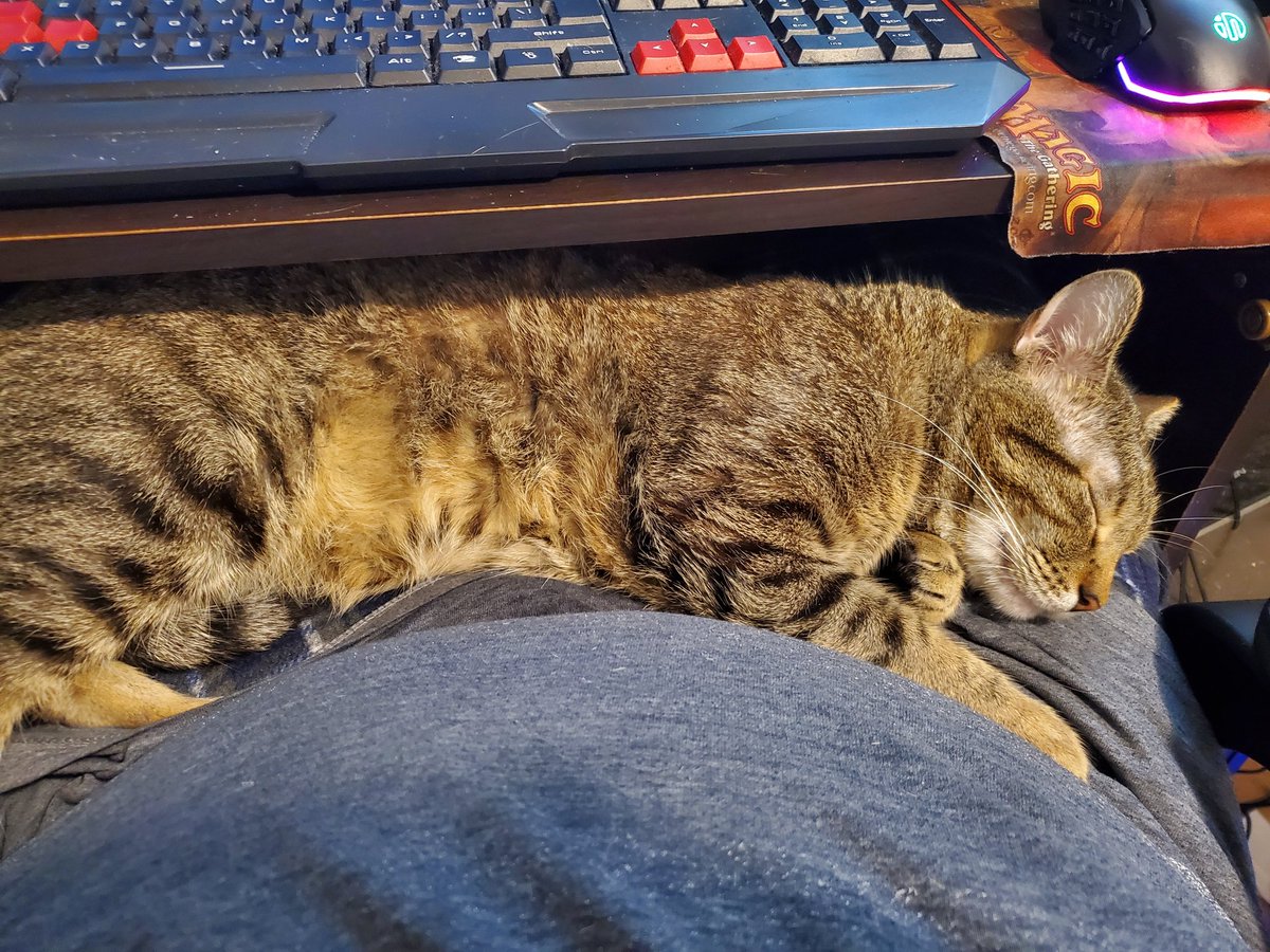 ultarka's tweet photo. Sleepy boy. https://t.co/h7cMTIoWeZ