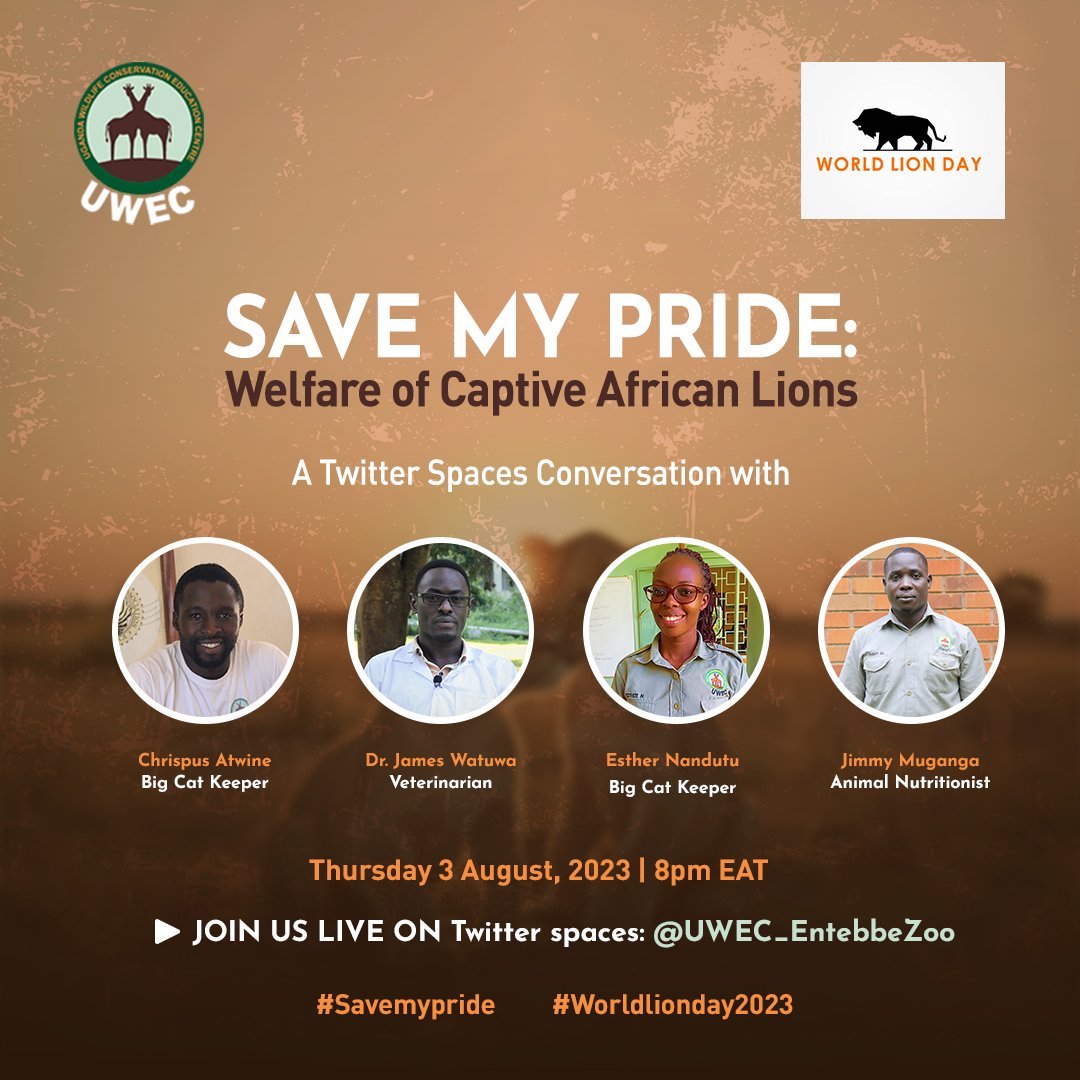 UWEC_EntebbeZoo's tweet image. Ahead of #WorldLionDay2023, please set a reminder for my upcoming Space! Happening tommorrow Thursday 03, 2023

#Savemypride