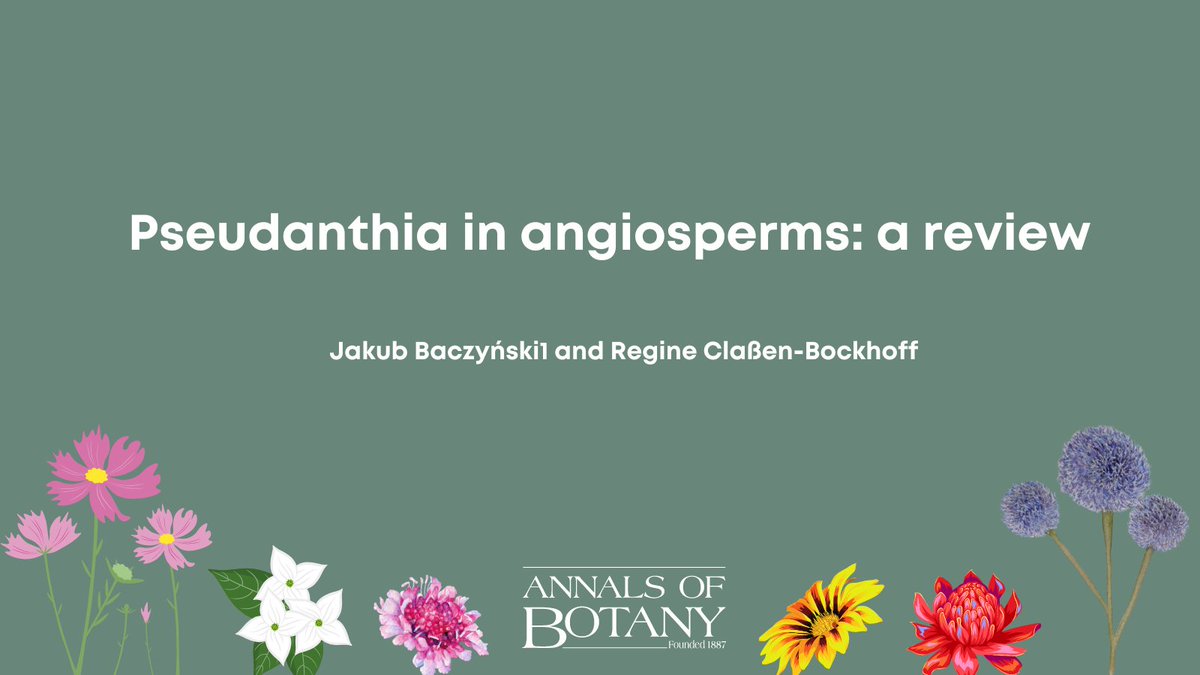 annbot's tweet image. 🌿🌸Check out the newly published paper ‘Pseudanthia in angiosperms: a review’ in @annbot by @jj_bacz and Regine Claßen-Bockhoff doi.org/10.1093/aob/mc… (1/8) 

#AoBpapers  #Pseudanthia #FlowerMimicry
