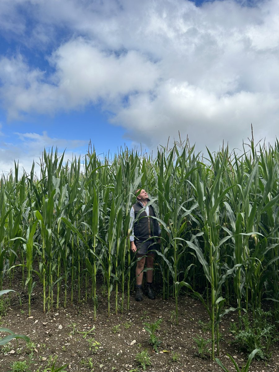 Not too shabby, just a shame it’s not the stuff next to the road!