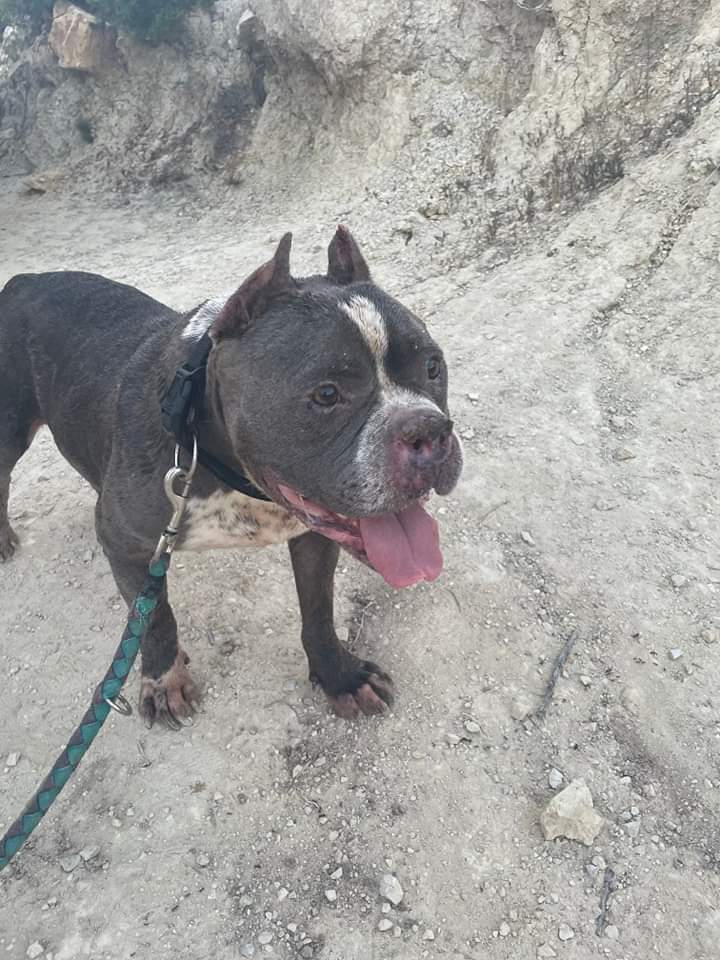 huellassalvadas's tweet photo. La vida de Loki ha sido de todo menos fácil. Ha sido durante años utilizado para criar como si fuese un objeto y llego en un estado bastante lamentable pero como podéis comprobar, cada día está más y más guapo. 

Buscamos para él una casa donde termine de recuperarse de su pasado https://t.co/2QLhWaT6fL