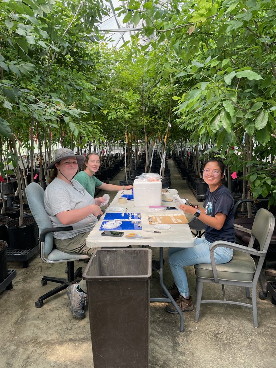 Last of 5 weeks putting EAB eggs onto test trees. Grateful for all of our interns and dedicated lab techs (including those not shown) for all their hard work in the heat. Dissections start next week - stay tuned to see how many  EAB resistant trees we find!