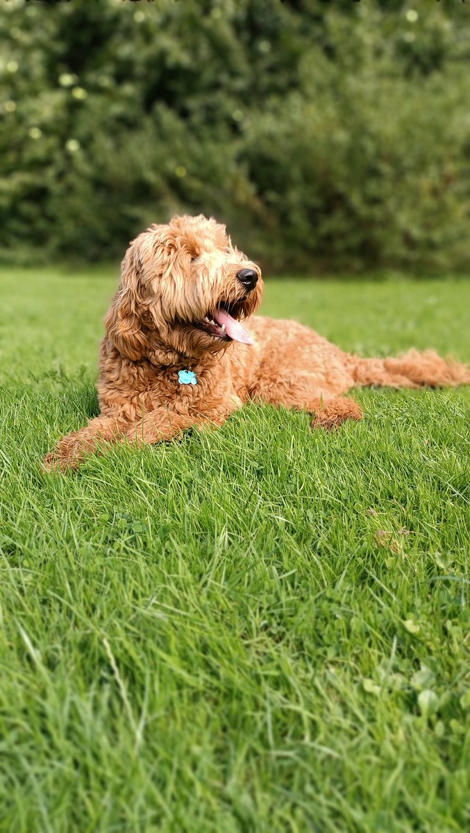Suniek's tweet photo. Relaxing after playing in a short sunshine break between showers #dutchsummer #goldendoodle #charlie https://t.co/Nk7ntyWLFE