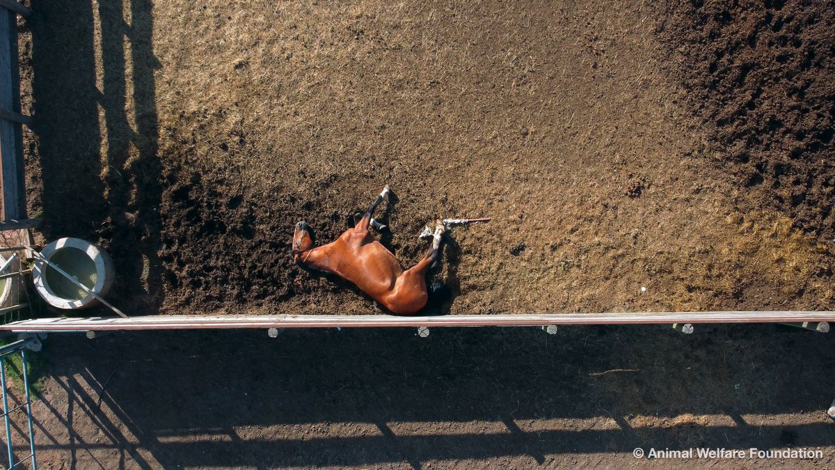 Welfarm demande au niveau européen d’interdire les importations de viande chevaline en provenance d’États qui ne respectent pas des normes élevées de protection animale en abattoir.

<a href="/AWF_Germany/">Animal Welfare Foundation e.V.</a> <a href="/TSB_Zuerich/">Tierschutzbund Zürich</a>