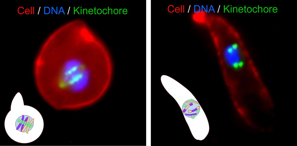 Rita Tewari (@ritatewari) on Twitter photo Meiosis in Plasmodium: how does it work? checkout our opinion in <a href="/TrendsParasitol/">Trends in Parasitology</a> . Many thanks to David Guttery, <a href="/Zeeshan_MF/">Zeeshan</a> <a href="/TonyHolder2/">Tony Holder</a> <a href="/EelcoTromer/">Eelco Tromer</a>. sciencedirect.com/science/articl… Meiosis in Plasmodium: how does it work? checkout our opinion in <a href="/TrendsParasitol/">Trends in Parasitology</a> . Many thanks to David Guttery, <a href="/Zeeshan_MF/">Zeeshan</a> <a href="/TonyHolder2/">Tony Holder</a> <a href="/EelcoTromer/">Eelco Tromer</a>. sciencedirect.com/science/articl…