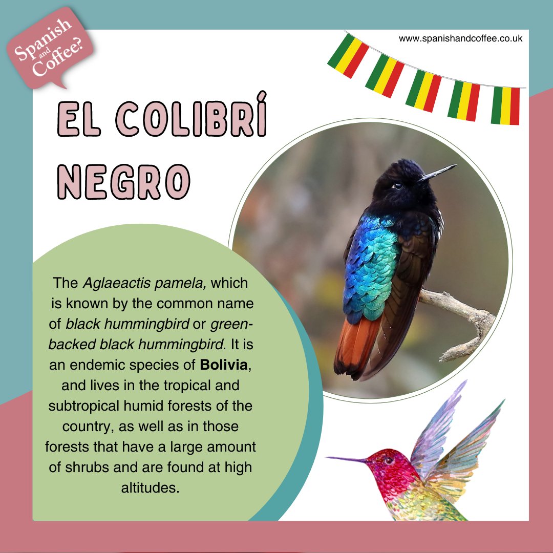 SpanishandCoffe's tweet photo. El colibrí negro🐦🇧🇴

🇪🇸 El colibrí es un símbolo del vigor, la paz y el respeto, la felicidad, la buena suerte y la protección.

🇬🇧 The hummingbird is a symbol of strength, peace and respect, happiness, good luck and protection.

#spanishandcoffee #studyspanish  #london #england https://t.co/RHkxyEGEeH
