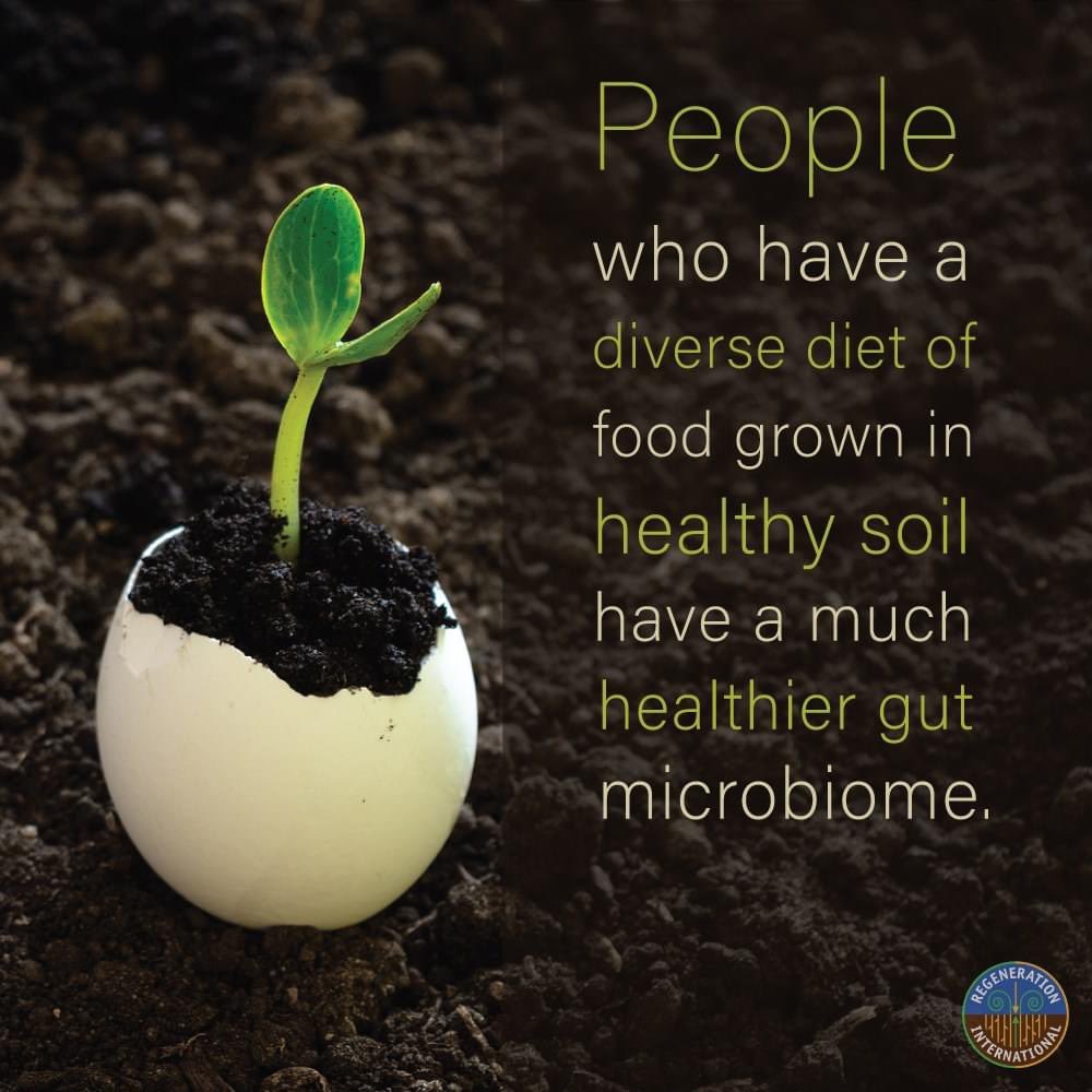 regeneration_in's tweet photo. A healthy gut is extremely important to your overall health. You can achieve a healthy gut microbiome by eating produce grown in healthy soil. Learn more about why soil health matters: https://t.co/kKbZGWzmYV https://t.co/aswQTCyctO