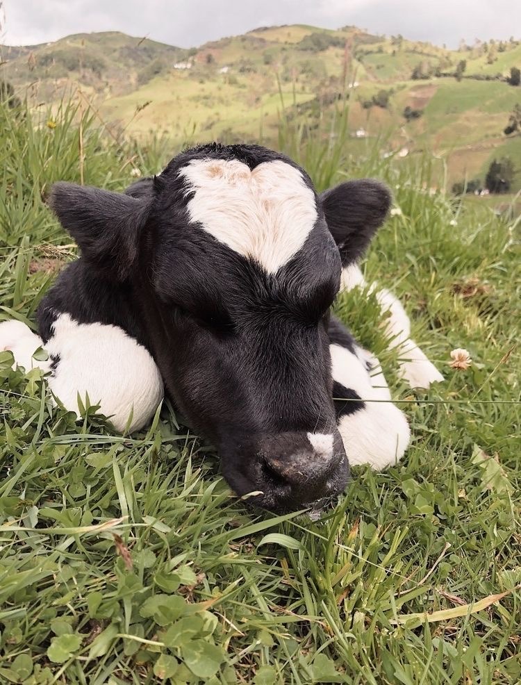 cowofusa's tweet photo. Forehead kisses for this lovely cow. https://t.co/tv7wiW975r