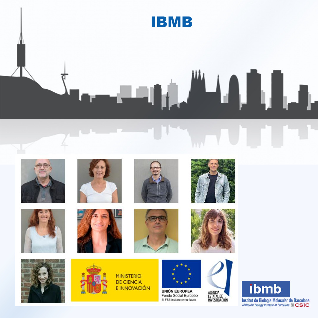 Exciting news! Nine of our researchers at IBMB received €2.5 million in funding from AEI projects <a href="/AgEInves/">Agencia Estatal de Investigación</a>, and five of them got doctoral scholarships (FPI). 
We truly value public research and excellent training.º