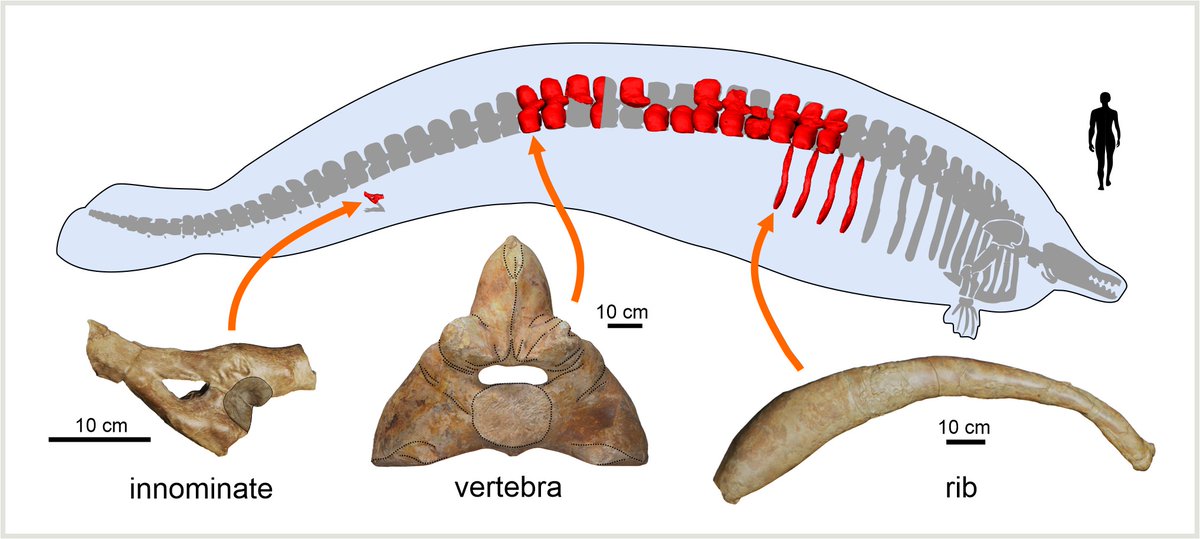 I am so excited to share our latest research – a fossil whale which may beat the blue whale to the title of heaviest marine animal ever! Say hello to Perucetus! 🇵🇪

Published today in Nature!
nature.com/articles/s4158…