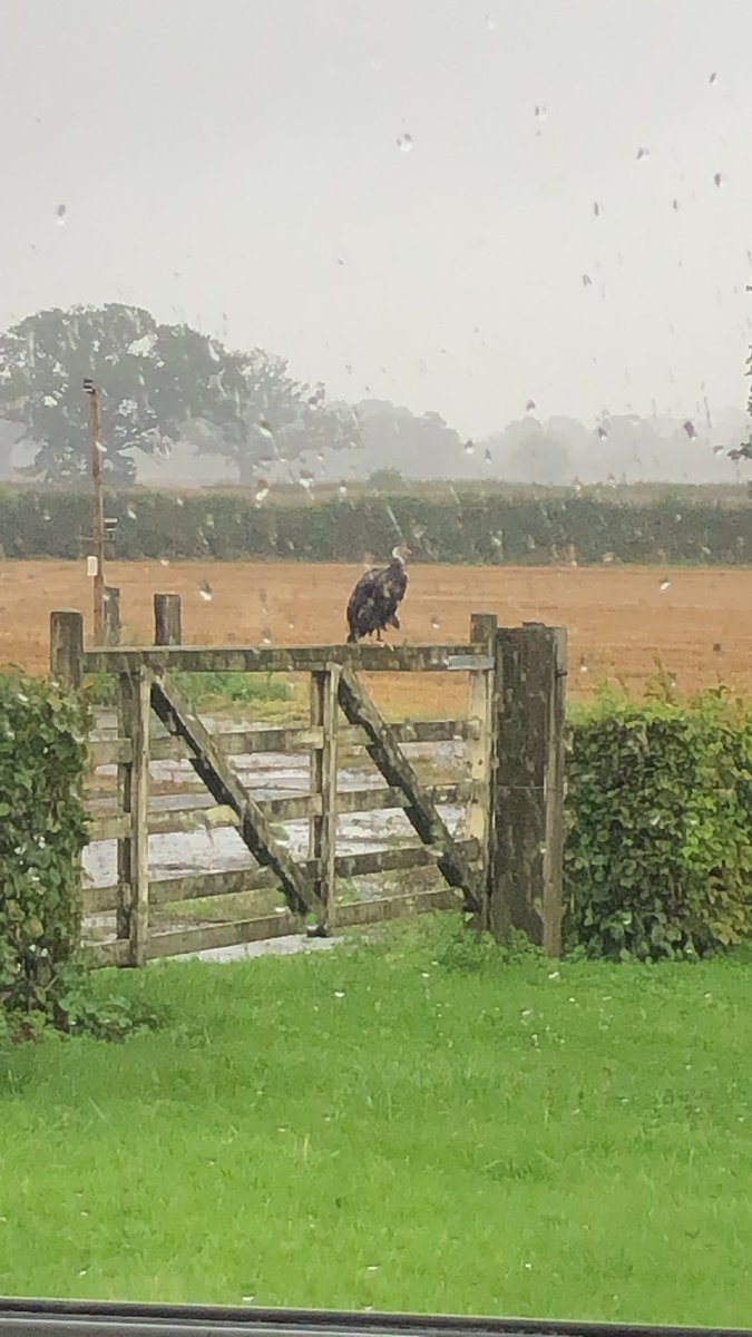 A day for ducks not Guinea fowl 

I’m inside studying <a href="/facebook/">Facebook</a> 

Have a good one Cx