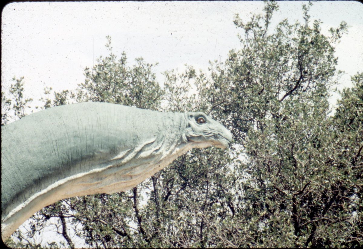 Did you know the original head was removed at Dinosaur Valley State Park? Learn all about "The Tale of Brontosaurus' new Head" Narrated by Texas State Park &amp; Wildlife Curator Scott Chamness. 

Watch the video to learn more: youtube.com/watch?v=FSLm24…

#dinosaur #txstateparks