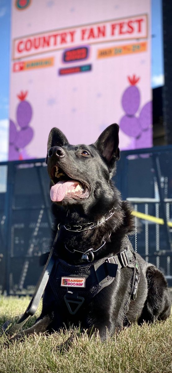 GoteamK9's tweet photo. 🐾🐕💥**Meet K9 Toretto & Handler Amber**💥🐕🐾

From the picturesque landscapes of Utah, this dynamic duo has been our eyes and ears, ensuring safety at some of the biggest events in the country! They've braved the scorching deserts of California, keeping the vibes high and danger low at the epic Coachella and Stagecoach festivals. Three weeks in the desert? No sweat for these two! 🌵🎶

Most recently, they've been the unseen heroes at the Country Fan Fest, the largest country music festival in Utah. Whether you're rocking out to your favorite band at the USANA Amphitheater or enjoying the local attractions, Toretto and Amber are always on duty, committed to keeping you safe! 🎸👮‍♀️

If you happen to spot this superstar pair, don't hesitate to say hi! They're friendly, approachable, and love meeting the people they protect. 🤗👋

At High Definition K9/TEAM K9/Confidential Canine Services Inc. safeguarding the community is our mission. With dedicated teams like Toretto and Amber, you can enjoy your events worry-free, knowing you're in good paws! 🛡️🐾

Remember, with our TEAMS by your side, safety isn't just our job - it's our passion! 💙 #K9Hero #TEAMK9 #SafetyFirst #WeGotYourBack