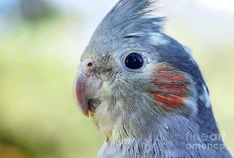 KayeMenner's tweet photo. #Australian #Birds - #Cockateil Print by Kaye Menner #Photography Quality #prints lovely #products at:
https://t.co/Qbof9STVdP https://t.co/bh7fydqZfo