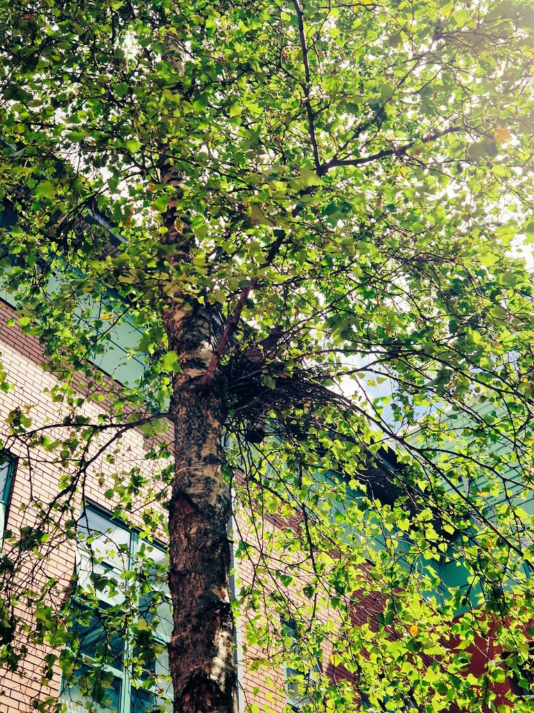 Can you spot the 🐦 in the nest? Wildlife in the hospital brightening your day <a href="/WaltonCentre/">The Walton Centre</a> #healthcare