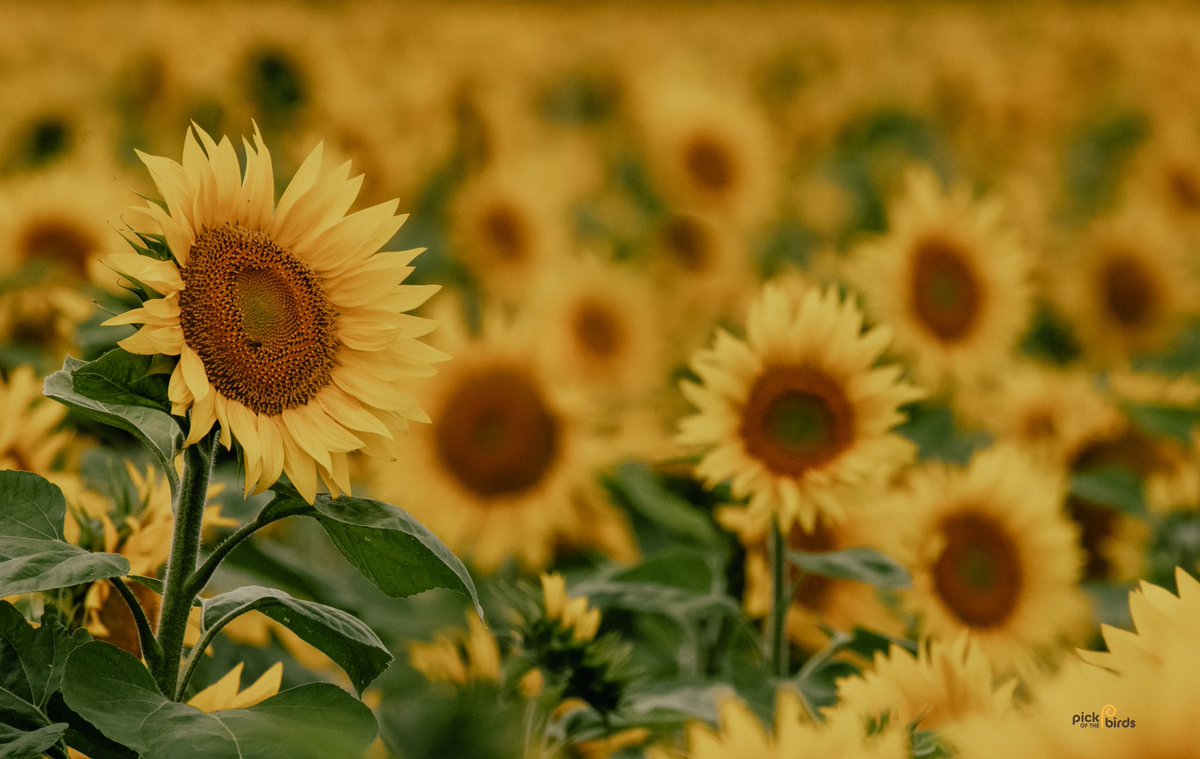 Fields of sunshine ☀️