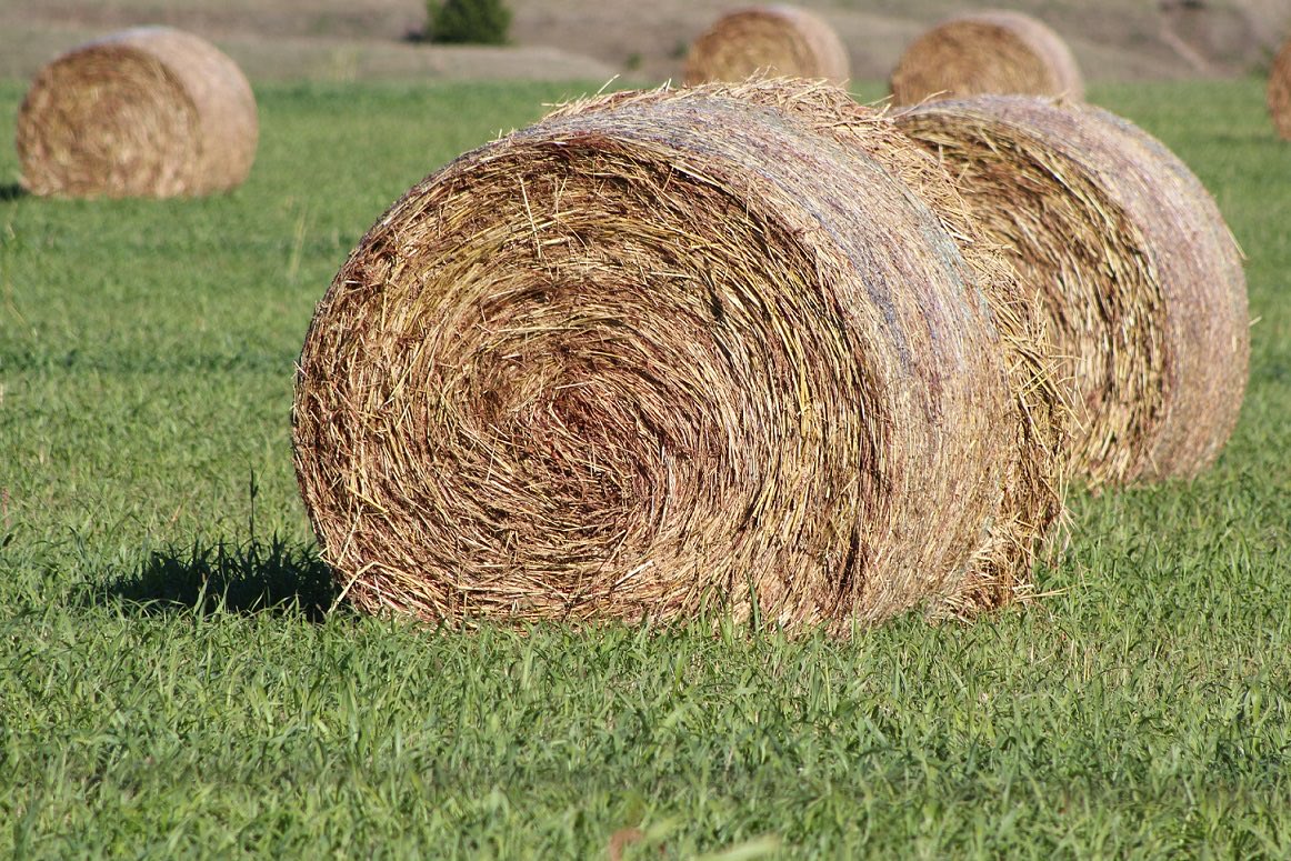 Dreamt some people started “posting for horses” where they would include a picture of hay in their tweets, but just for horses to have something to snack on and include them in the conversation.