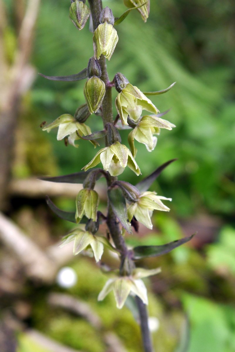 Solitary Violet Helleborine by the side of the path, Wenlock Edge.
@dunnjons @smurfett722 @thenewgalaxy @jml2665 @chrishindle @duncan_dine @botany_beck @ukorchids