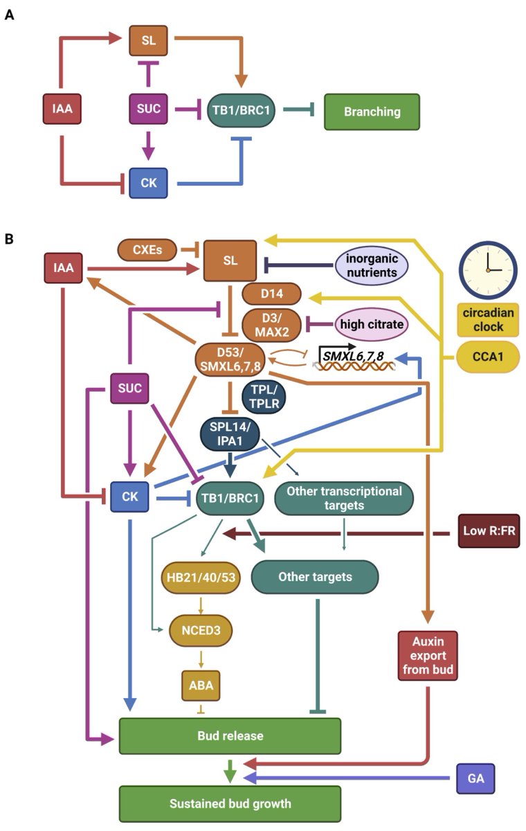 🚤Advance Access: MIni Review in Upcoming Special Issue on 'Strigolacton'
Strigolactones and shoot branching: what is the real hormone and how does it work?
doi.org/10.1093/pcp/pc…
Elizabeth A Dun et al.💐💐