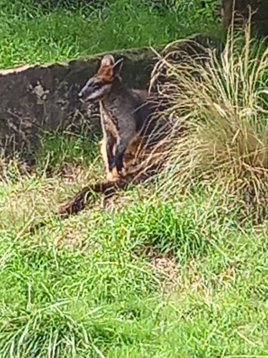 (Went to the zoo yesterday! :D Now at a restaurant... Will reply once home. :D)