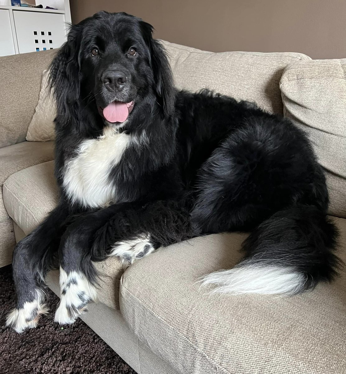 Montydogge's tweet photo. A THREAD
In May my daughter Becky received a letter from her landlord saying that her current rent was to pretty much double. There was no way she could pay the increase so reached out to @WiganCouncil
for support as she has three children, two who have disabilities. https://t.co/iMkL4jGyd1