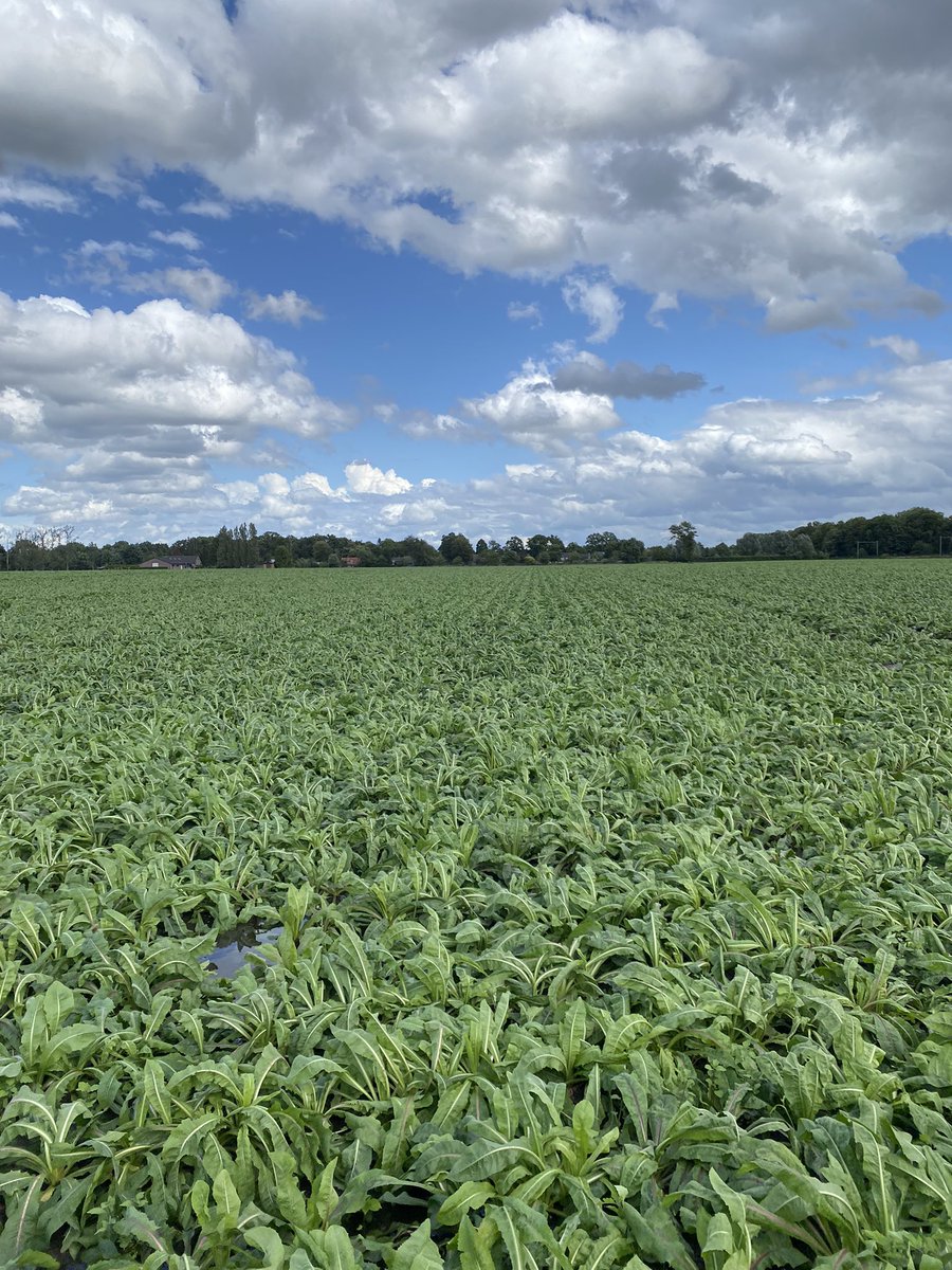 erik_corbijn's tweet photo. Mooi blokje cichorei 🥬 https://t.co/mf0mHDvAdt