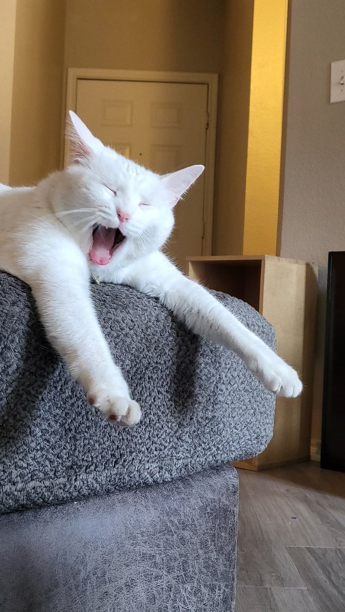 ꒰ঌcha໒꒱ tweet media