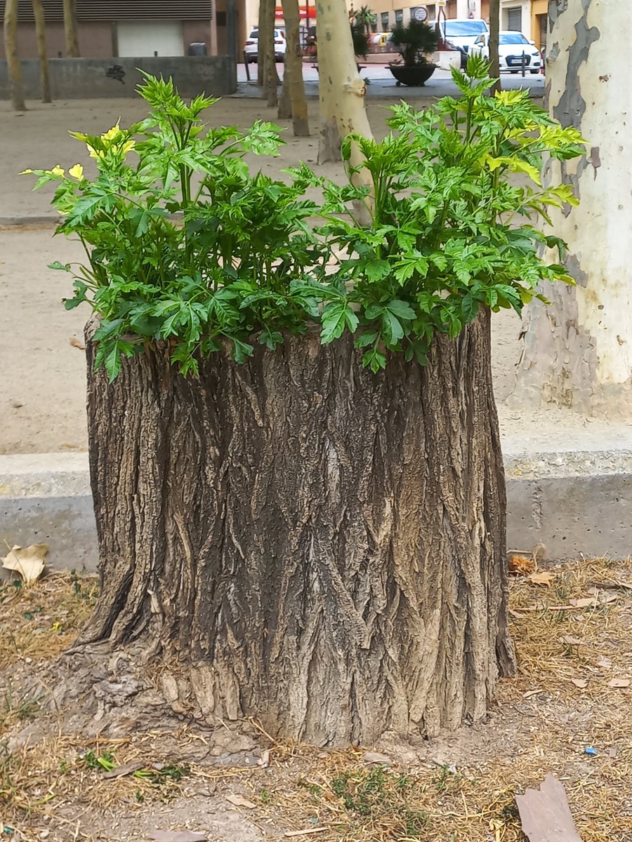 Un antic arbre del parc del Tivoli esberlat per l'#esclafit del dia 31 agost 2022 torna a #Renèixer i brota de nou com el #Fènix.  Una imatge ben poètica que ens parla de vida.
Us ho prego @ajvilafranca, no el talleu, no l'arrenqueu, deixeu-lo créixer!  No ens prengueu el somni.