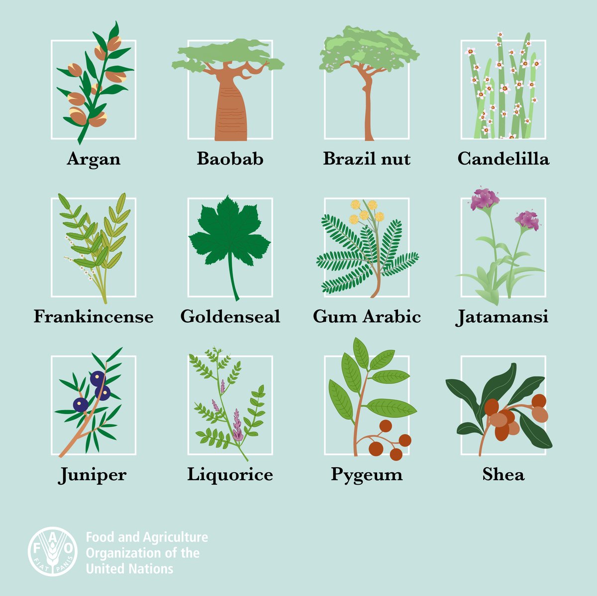 FAOKnowledge's tweet photo. About 50 000 wild species are used for food, energy, medicine, material &amp; other purposes.

This includes many plants.

But often these plants are not sourced or used sustainably, which threatens #biodiversity.

🌱How @FAO is protecting them: https://t.co/OeqGsQxuBx https://t.co/wpINxTOg2k